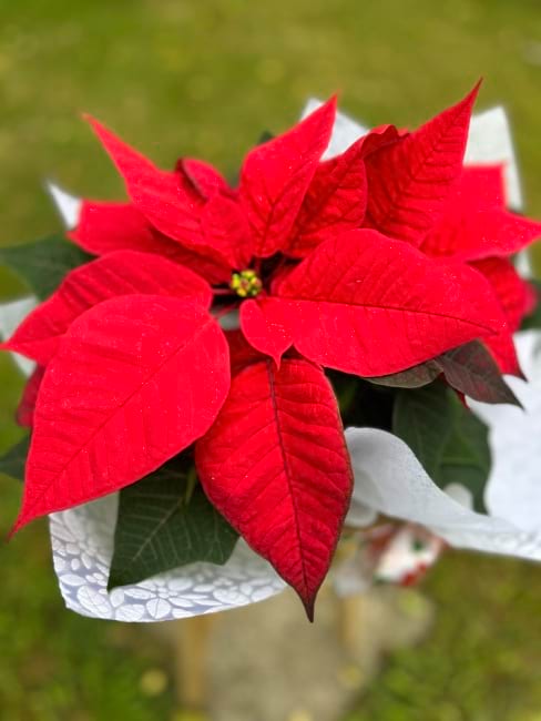 Pointsettia 