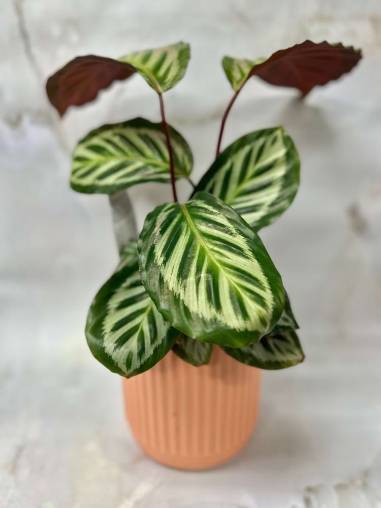 Calathea in Apricot Pot 