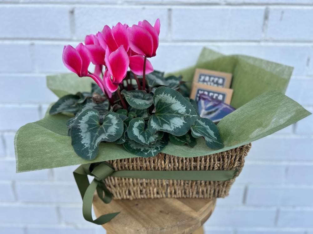 Cyclamen Hamper