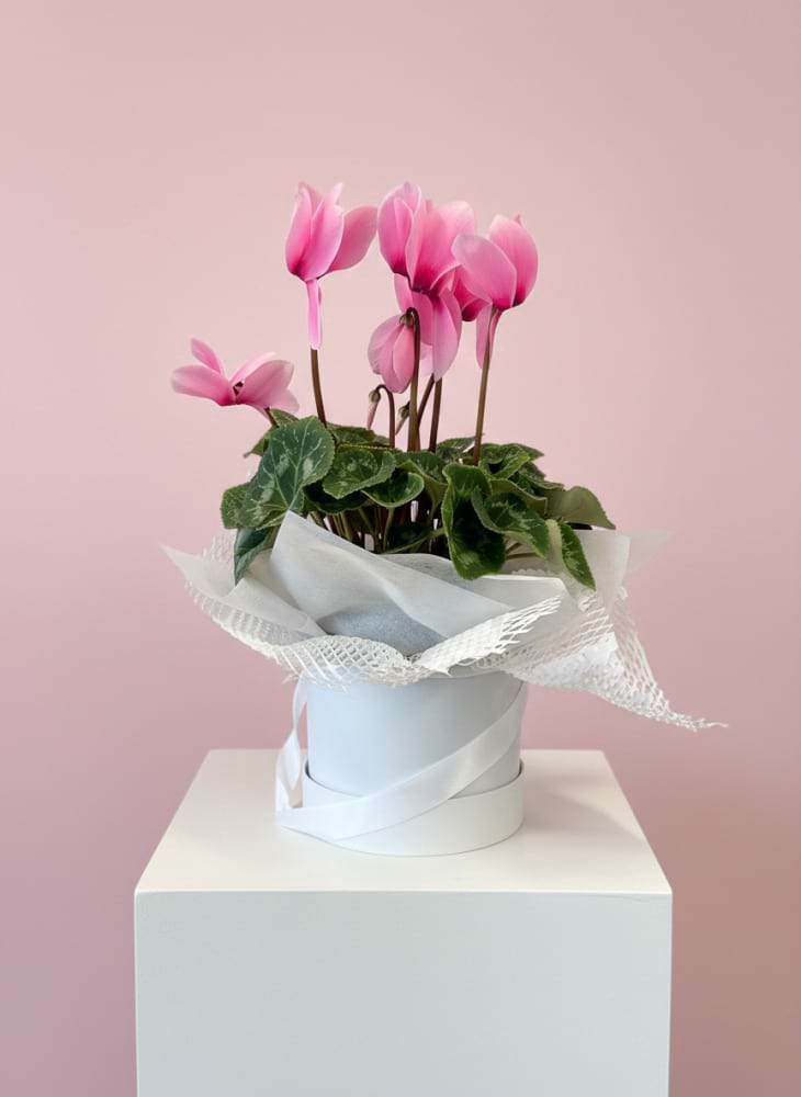 Cyclamen in Hat Box