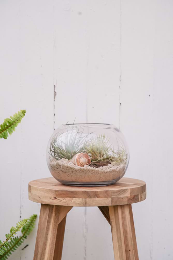 Sandy Air Plant Terrarium