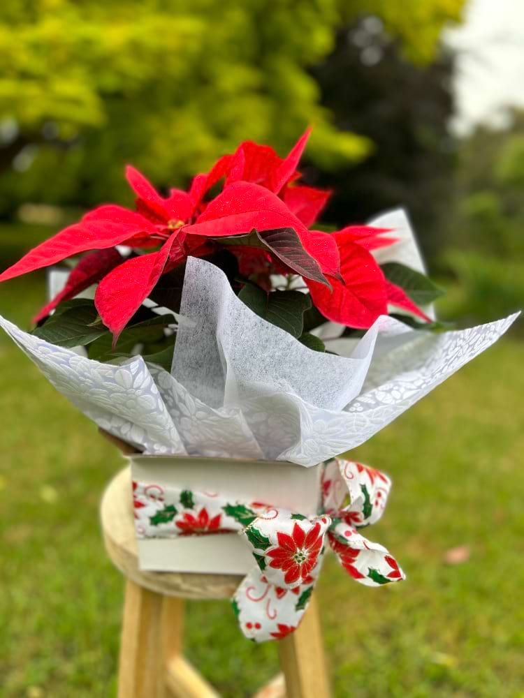 Xmas boxed Pointsettia