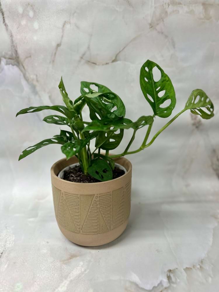 Monkey Mask in Natural Pot 
