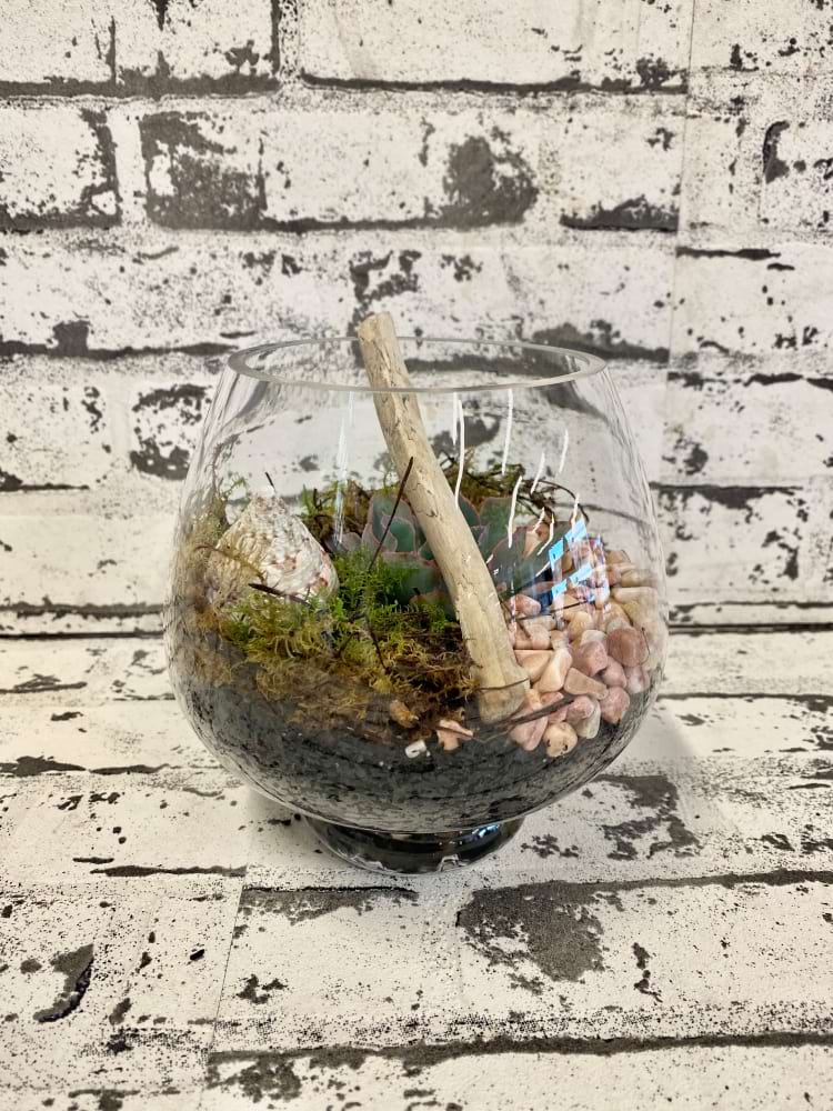 Medium Mushroom Terrarium