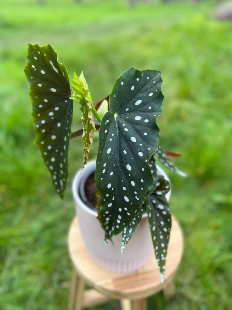 Begonia Polka Dot