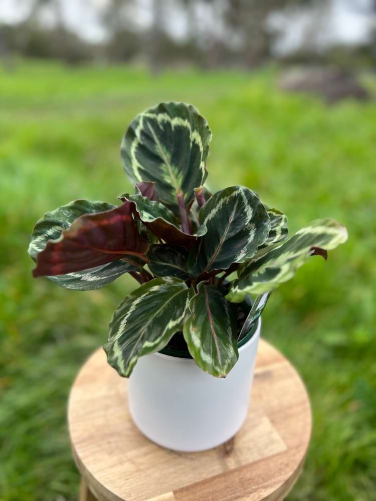 Catathea in white pot