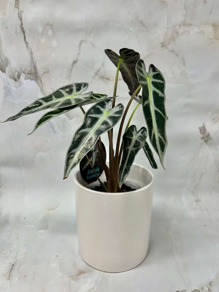 Alocasia in White Pot 