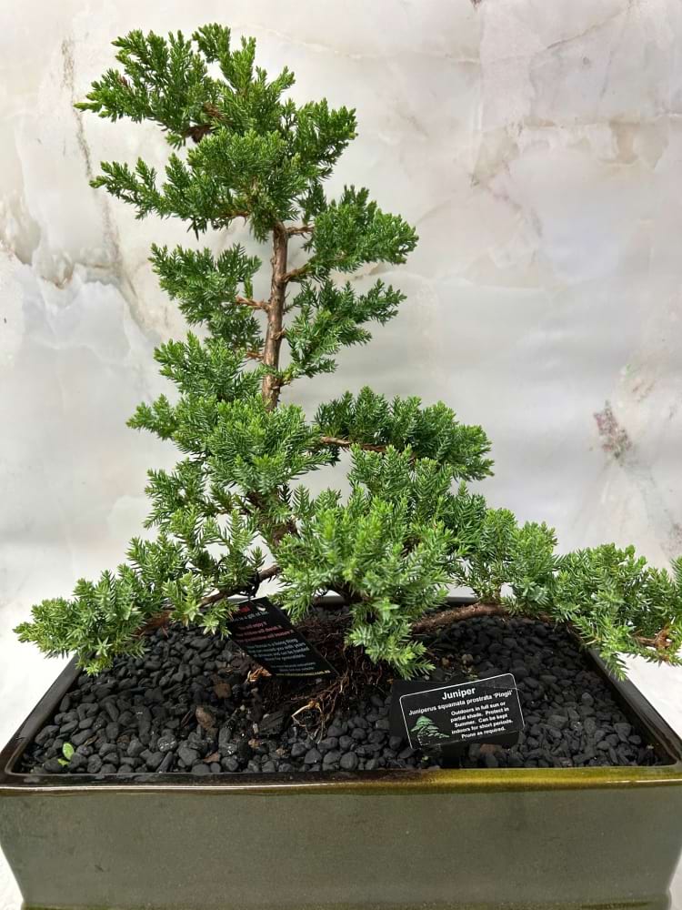 Juniper Bonsai