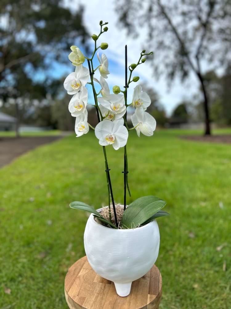 White Phalaenopsis in white footed pot